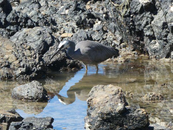 Ruakaka-Whangaruru