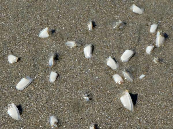 Whangamata-Papamoa Beach