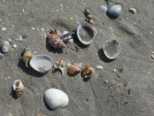 Papamoa Beach