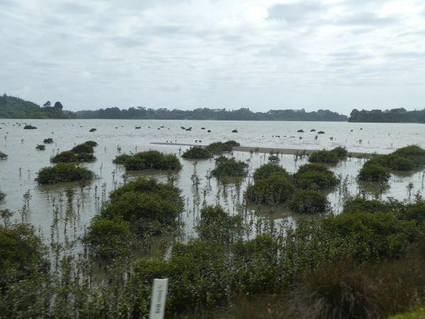 Whakatane-Te Araroa