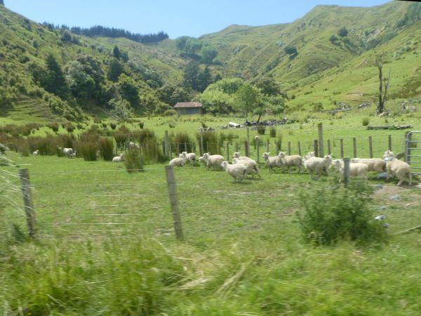 Anaura Bay – Gisborne