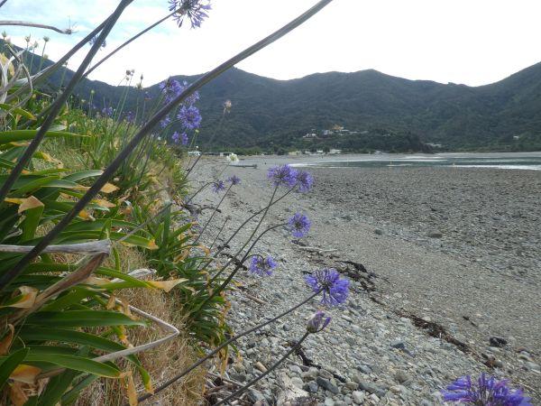 Picton-Okiwi Beach