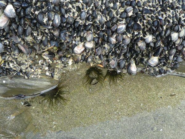 Picton-Okiwi Beach