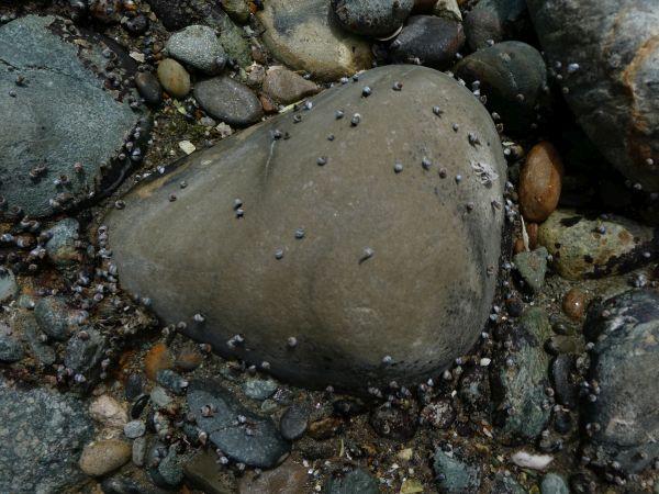 Pohara im Abel Tasman