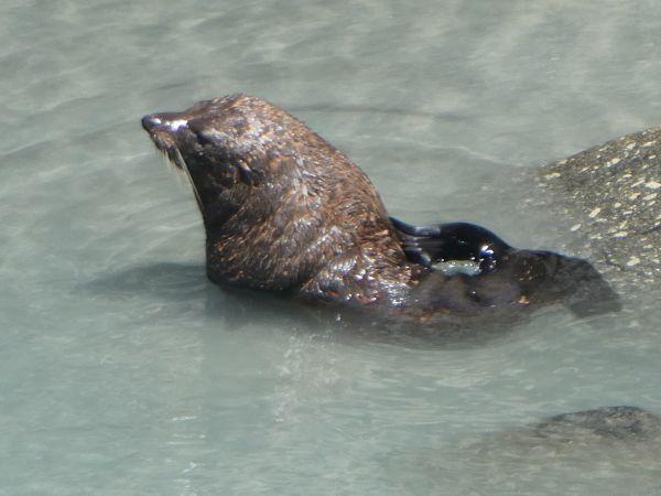 CartersBeach-Greymouth