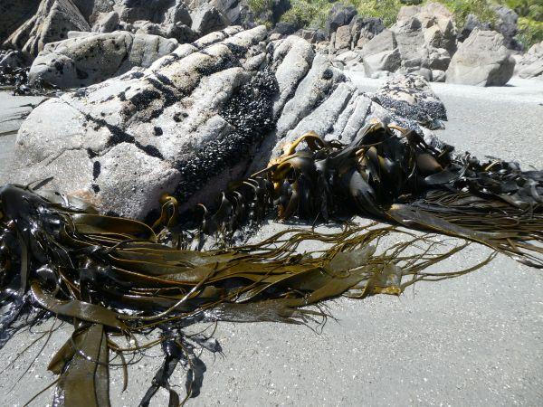 CartersBeach-Greymouth