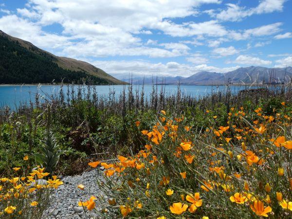 Lake Tekapo