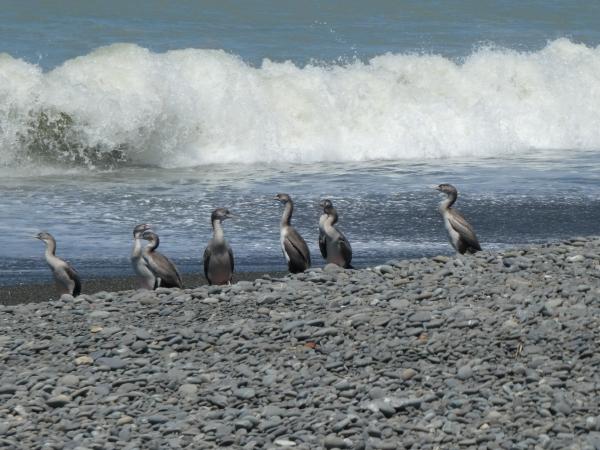 Timaru - Rakaia