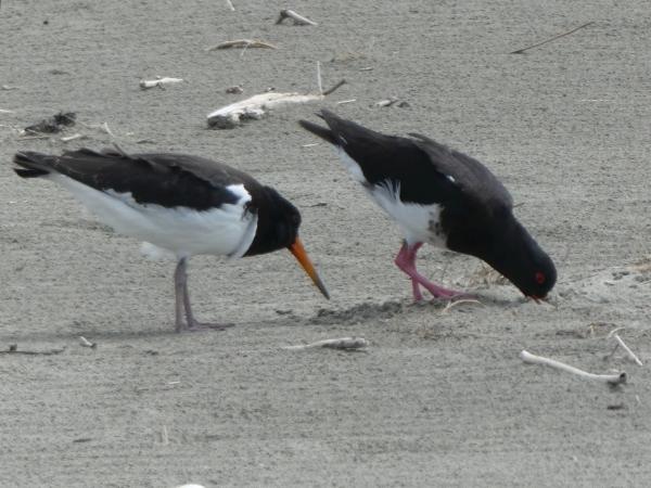 Akaroa-Woodend Beach