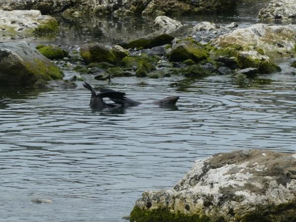 Waiau-Kaikoura