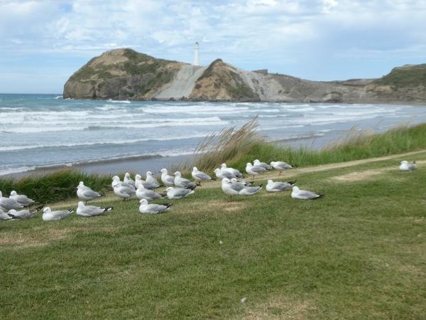 Lake Ferry-Castlepoint