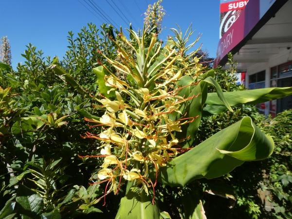 Koitiata - Hawera