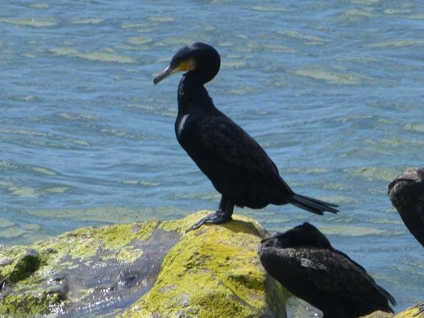 Opunake-New Plymouth